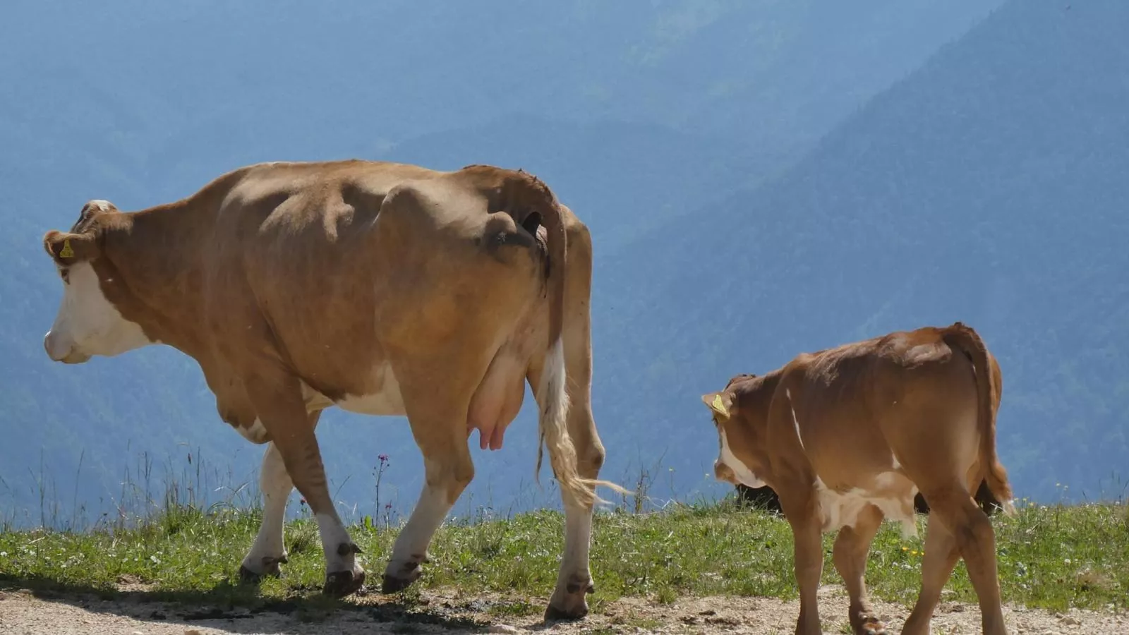 Goldhänchen-Gebieden zomer 20km