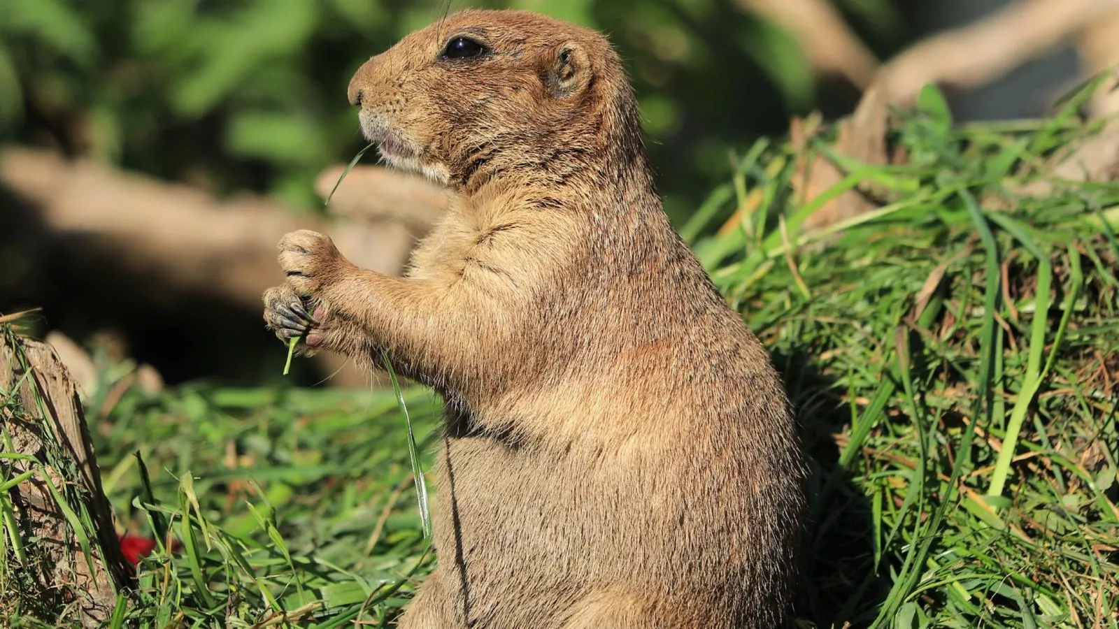 Goldhänchen-Gebieden zomer 20km