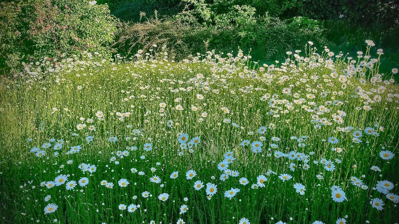Böhmerwaldnest-Uitzicht zomer