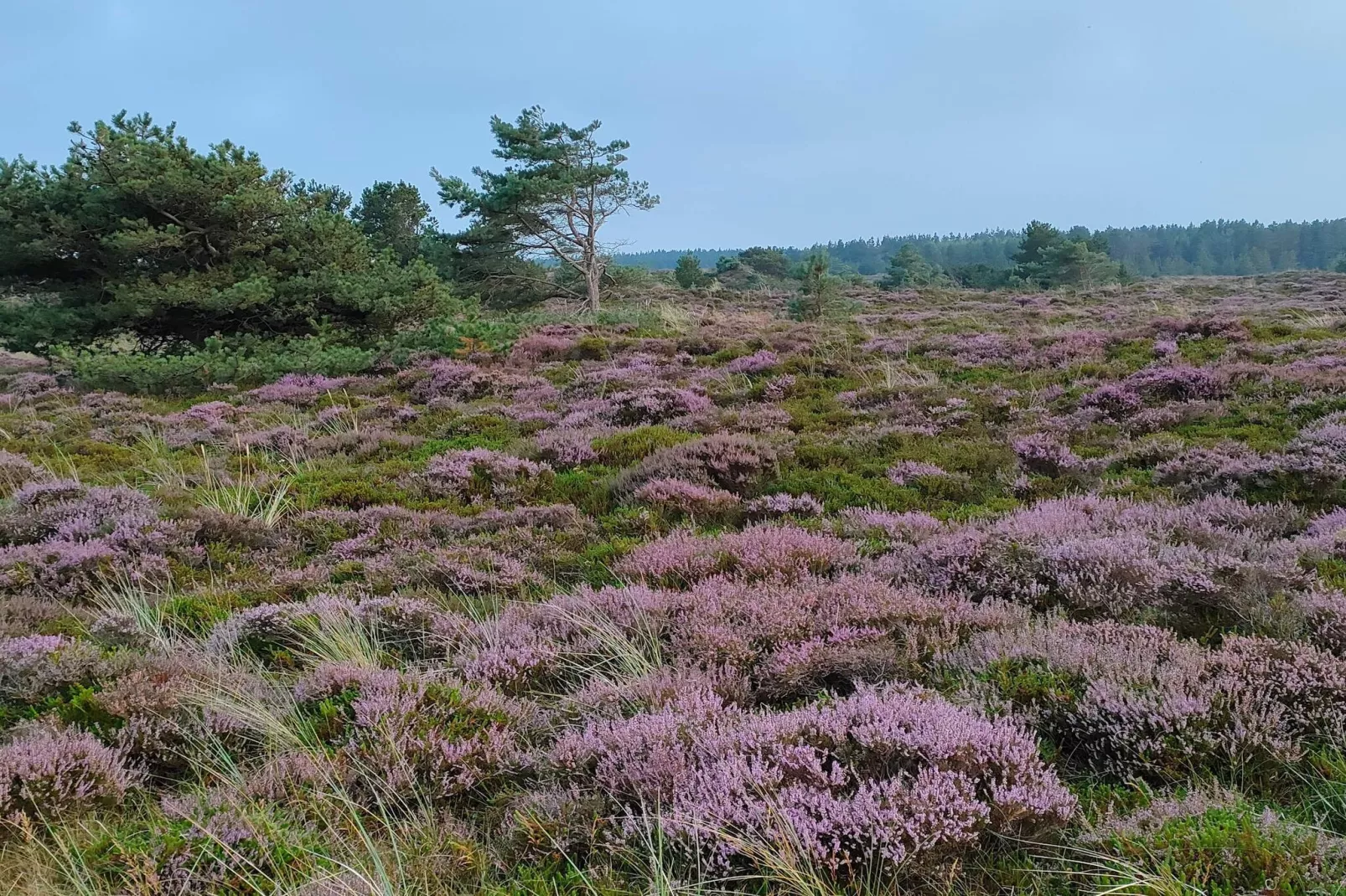 Rustig toevluchtsoord in Romo -- By Traum Ferienwohnungen
