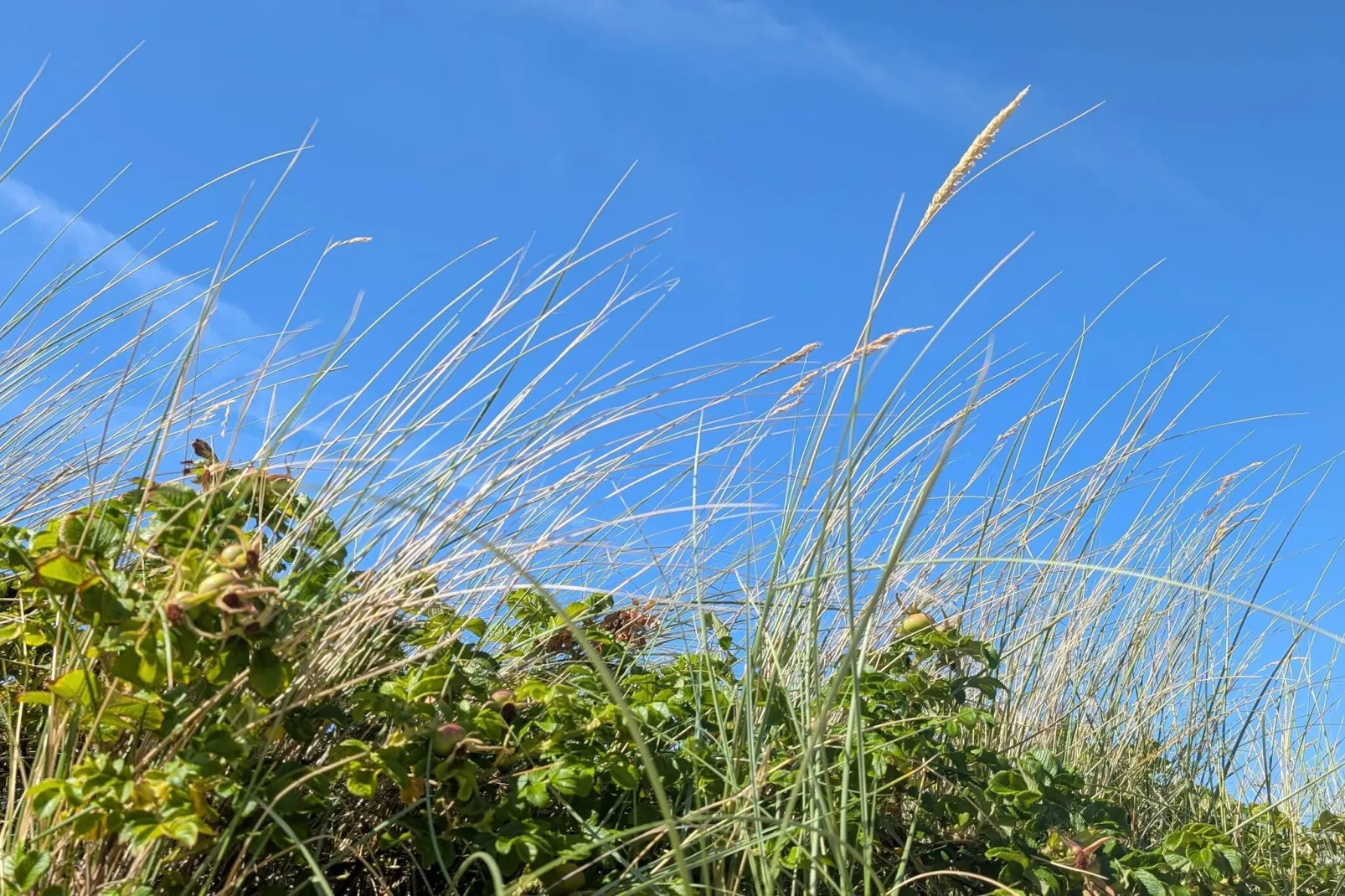 8 persoons vakantie huis in Frederiksværk-By Traum-Niet-getagd