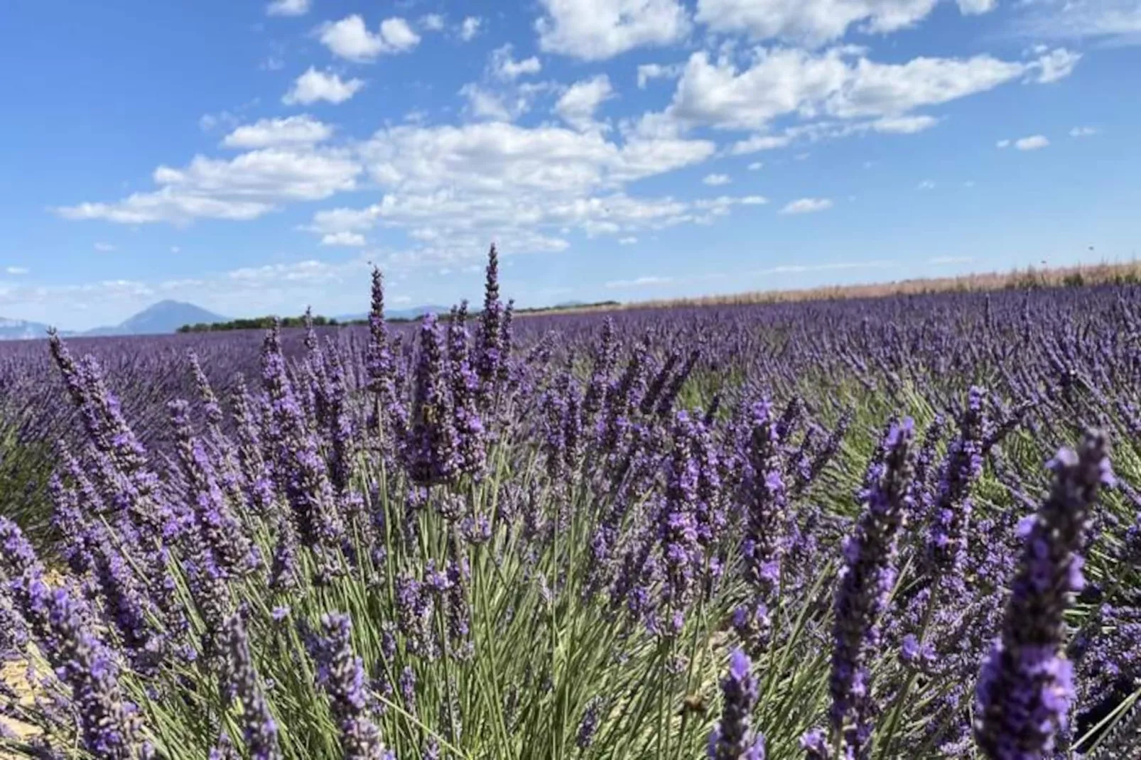 04b3: Beau T3 Au Coeur Des Lavandes - Piscine-Image-tags.