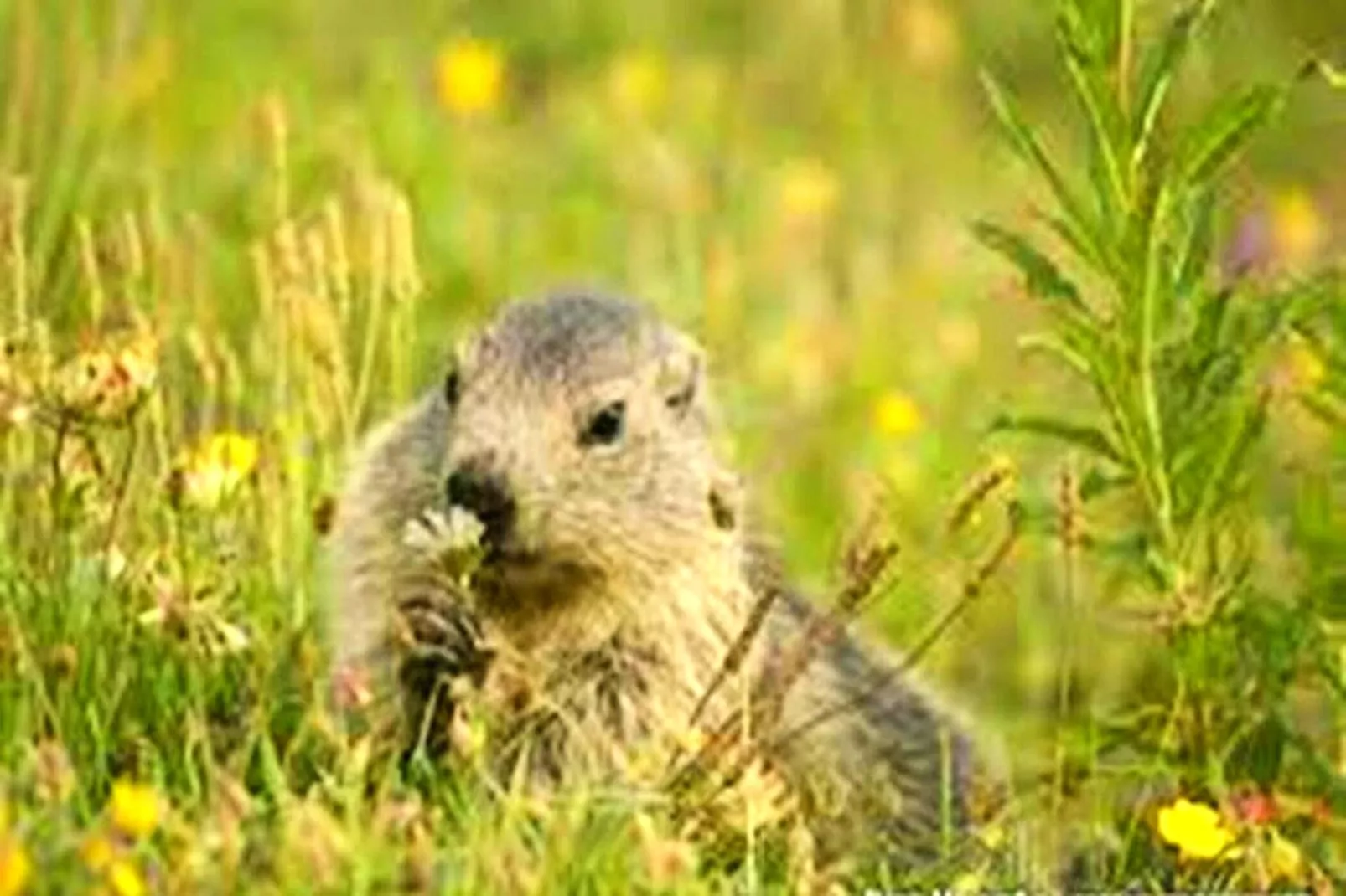 Résidence Le Parc Des Airelles - Tuinen zomer