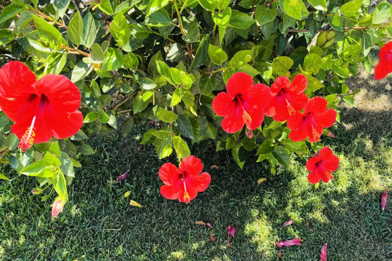 Maison à Alaior-Image-tags.