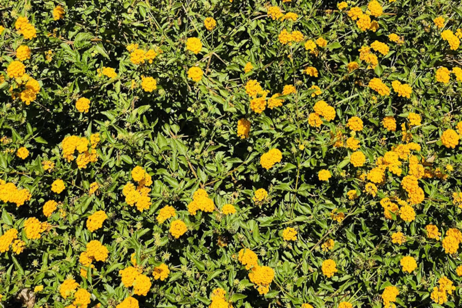 Maison à Binibeca-Image-tags.