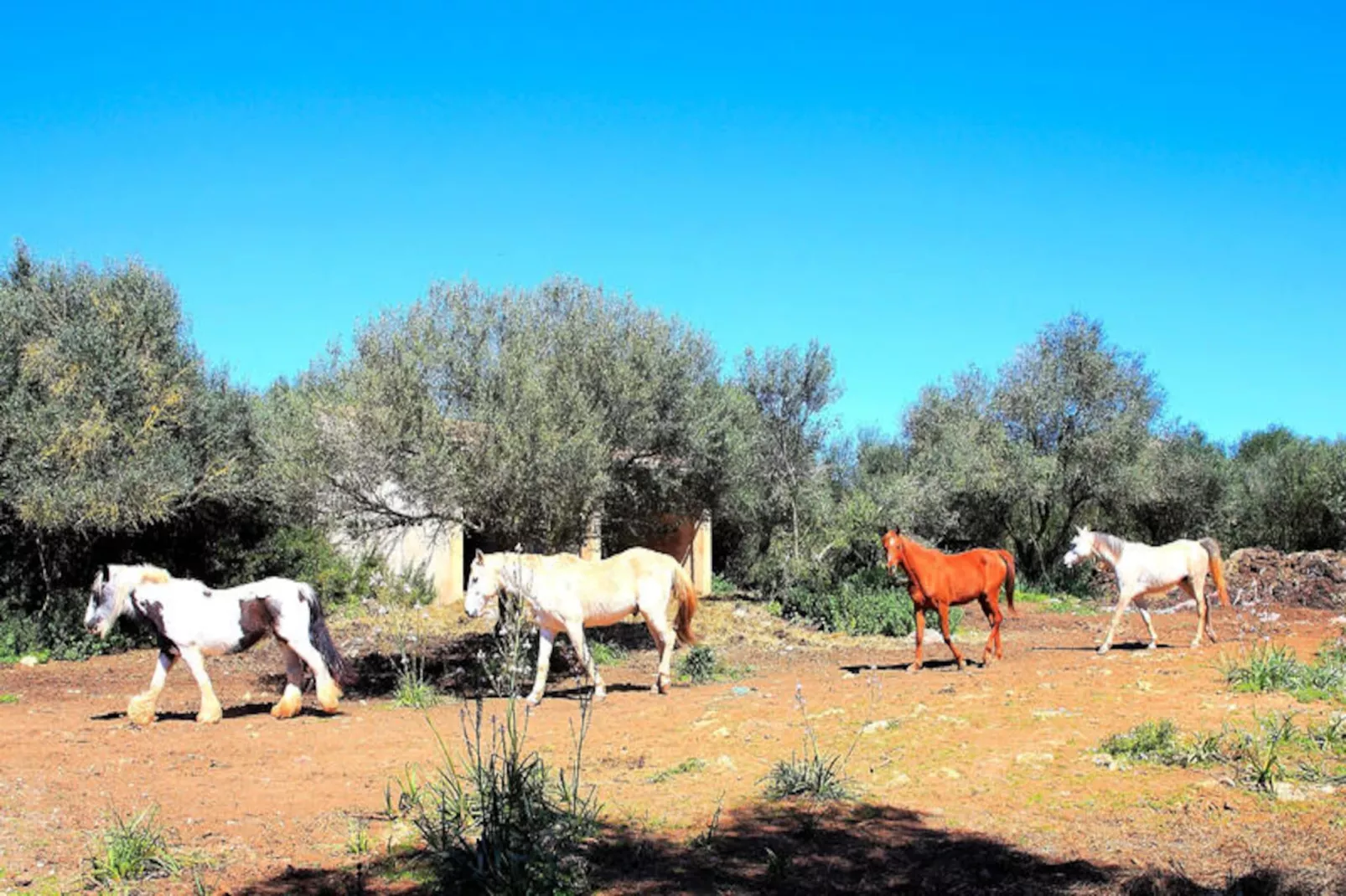 Maison à Son Serra de Marina-Image-tags.