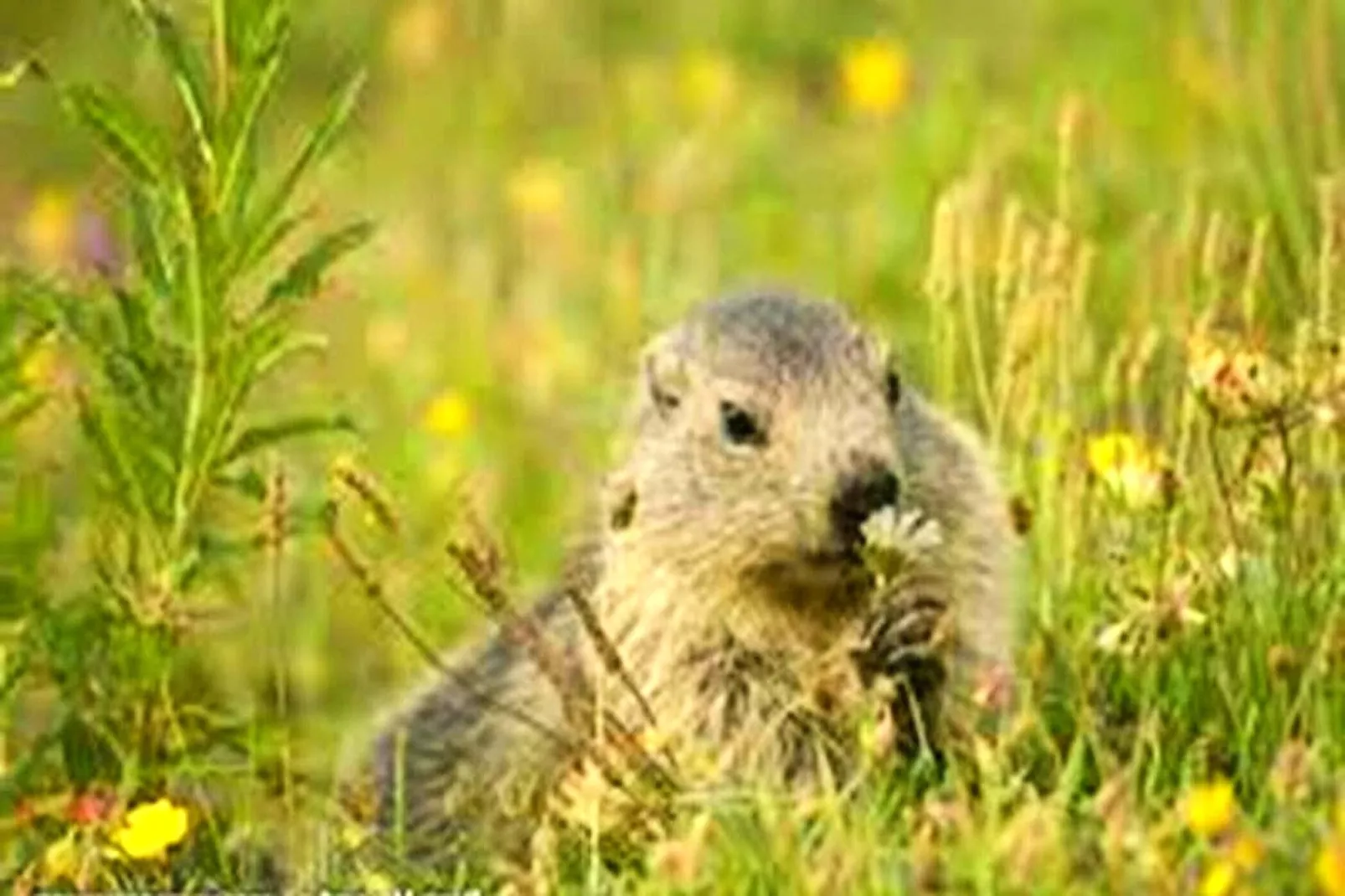 Résidence Le Parc Des Airelles - Tuinen zomer