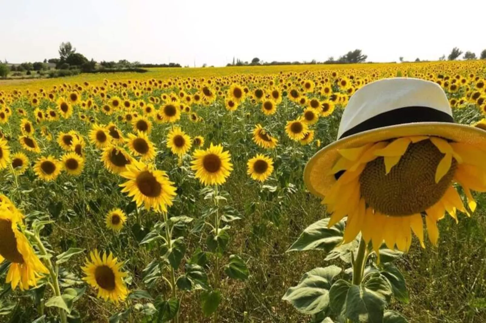 Mas La Miellerie | Charme Authentique Et Nature-Image-tags.