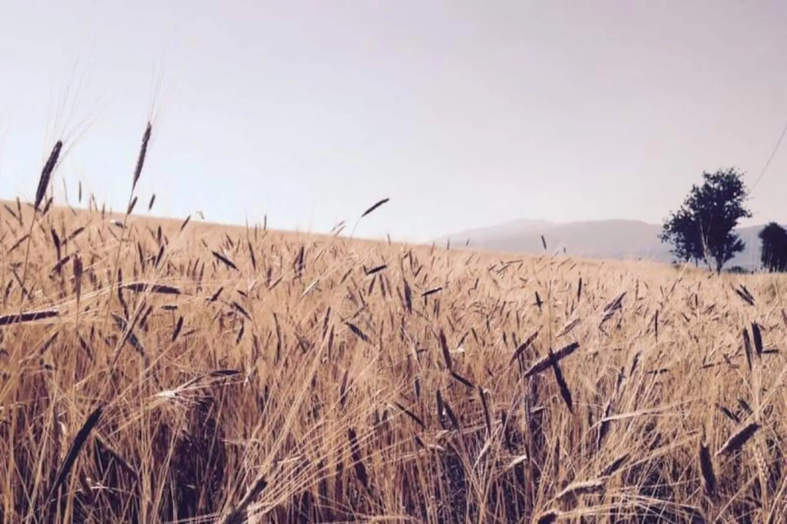 Mas La Miellerie | Charme Authentique Et Nature-Image-tags.