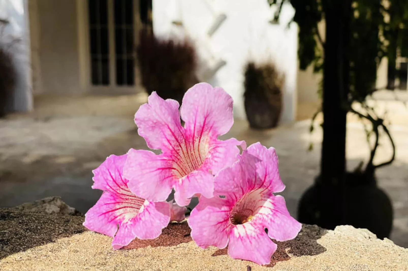 Maison à Sant Climent-Image-tags.