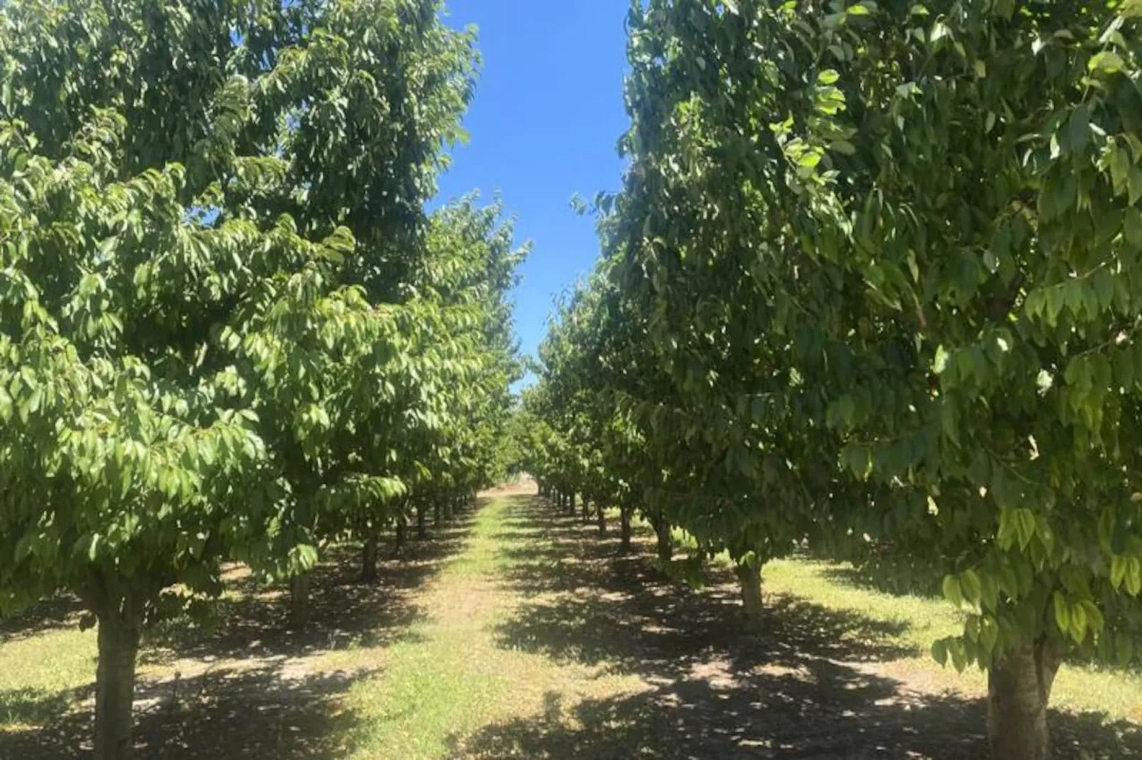 Le Ribbou - Isle-sur-la-sorgue