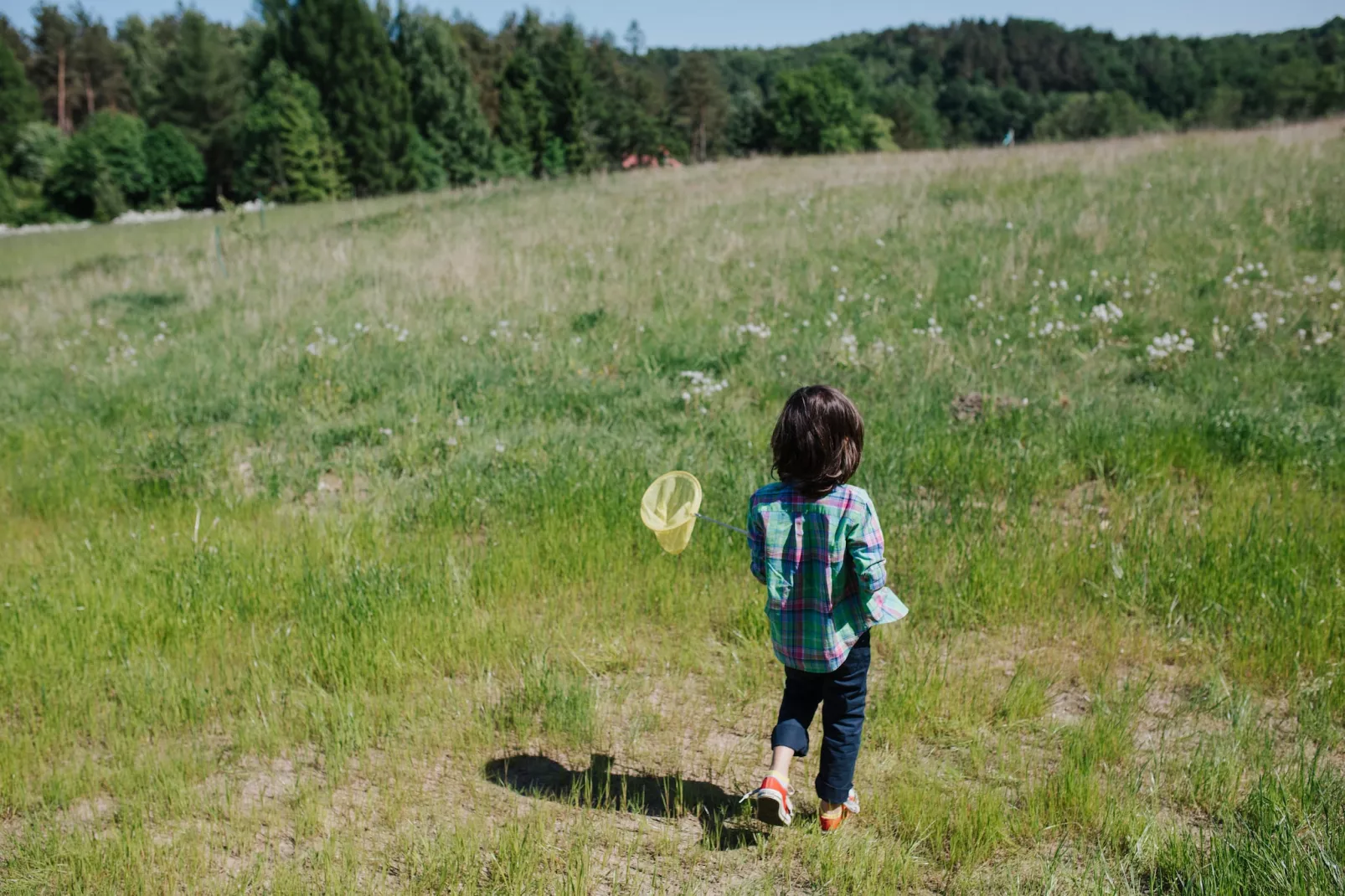 Grey heron-Uitzicht zomer