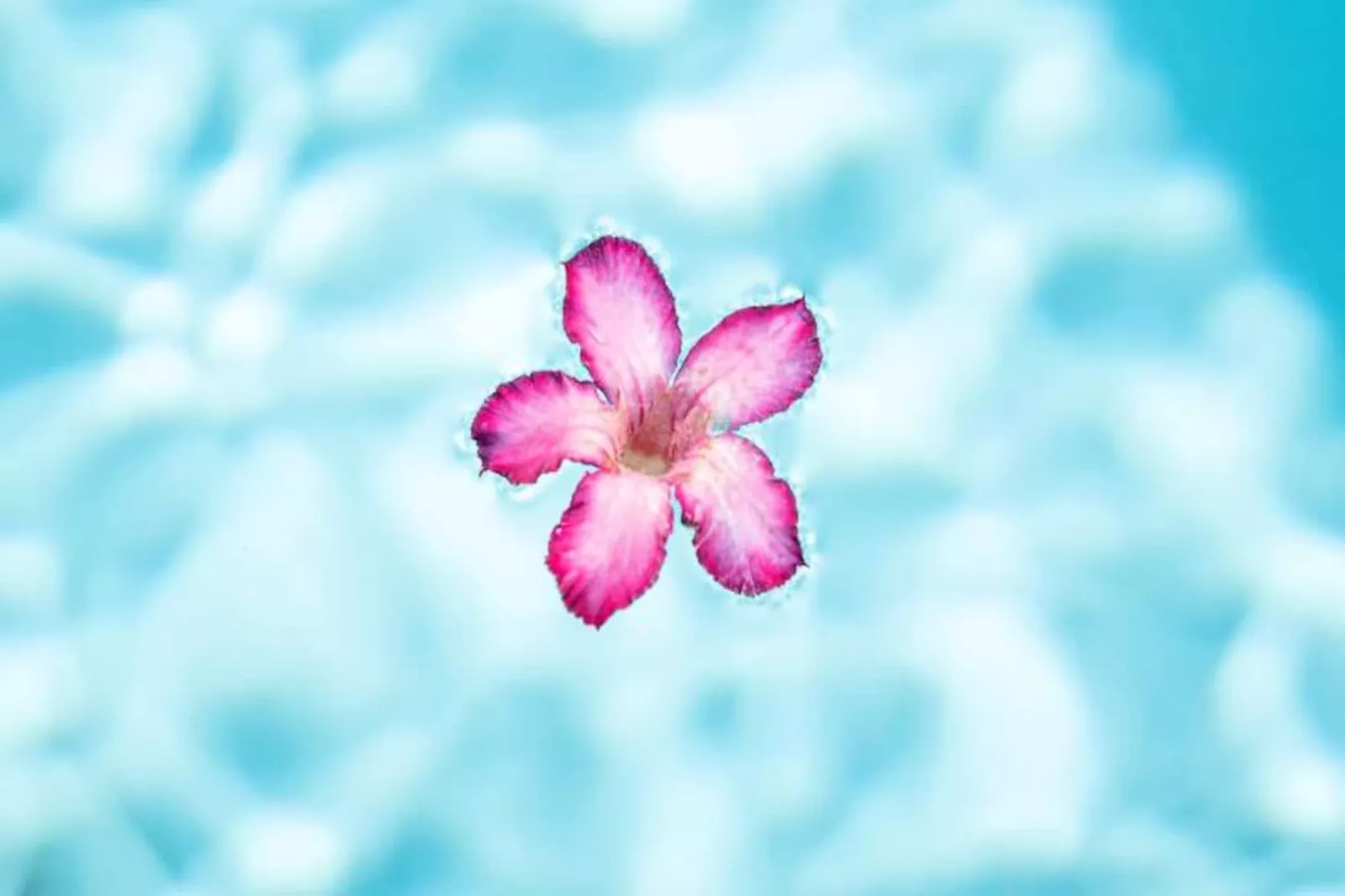 Villa Corossol-Image-tags.