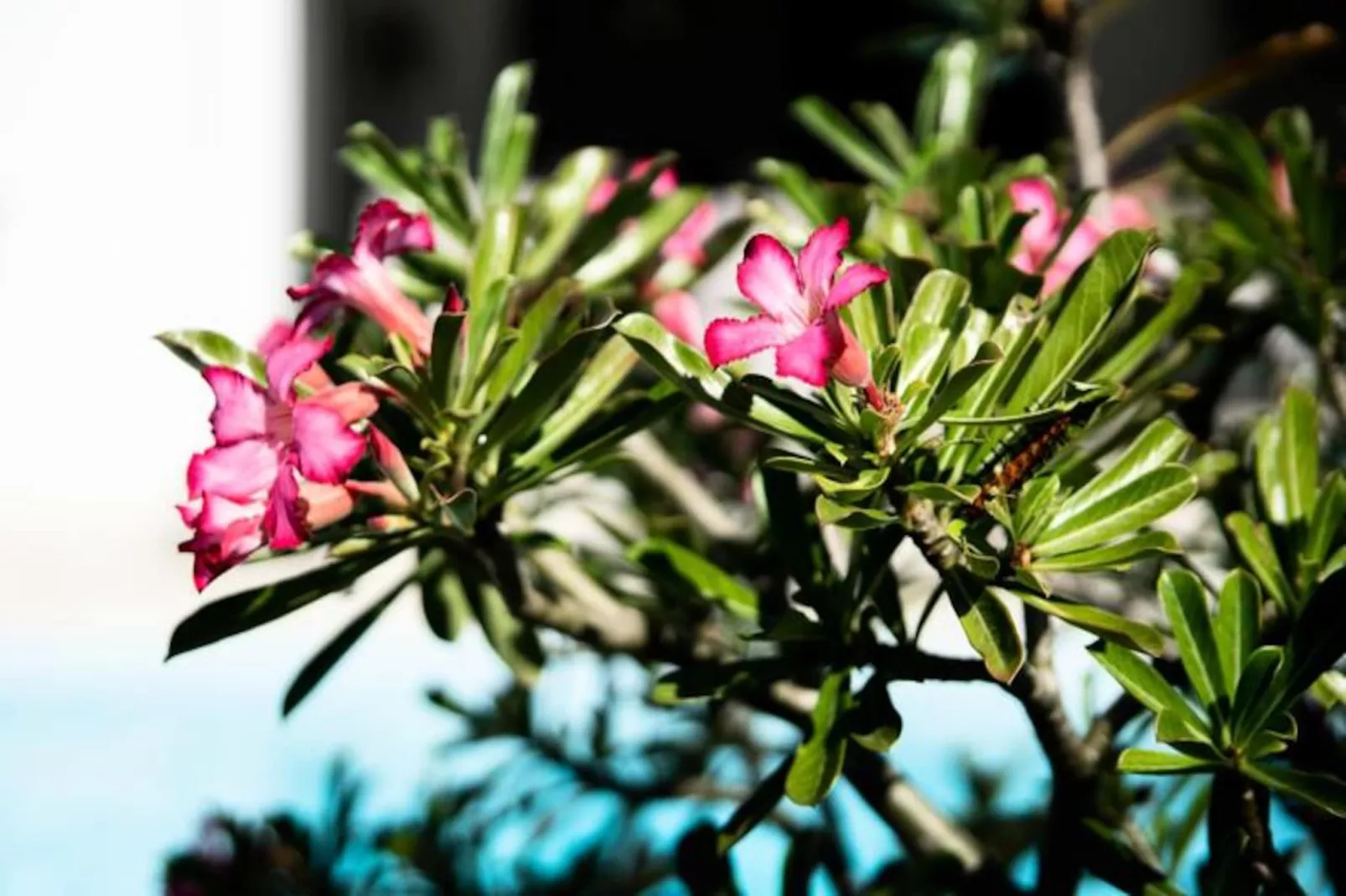 Villa Corossol-Image-tags.