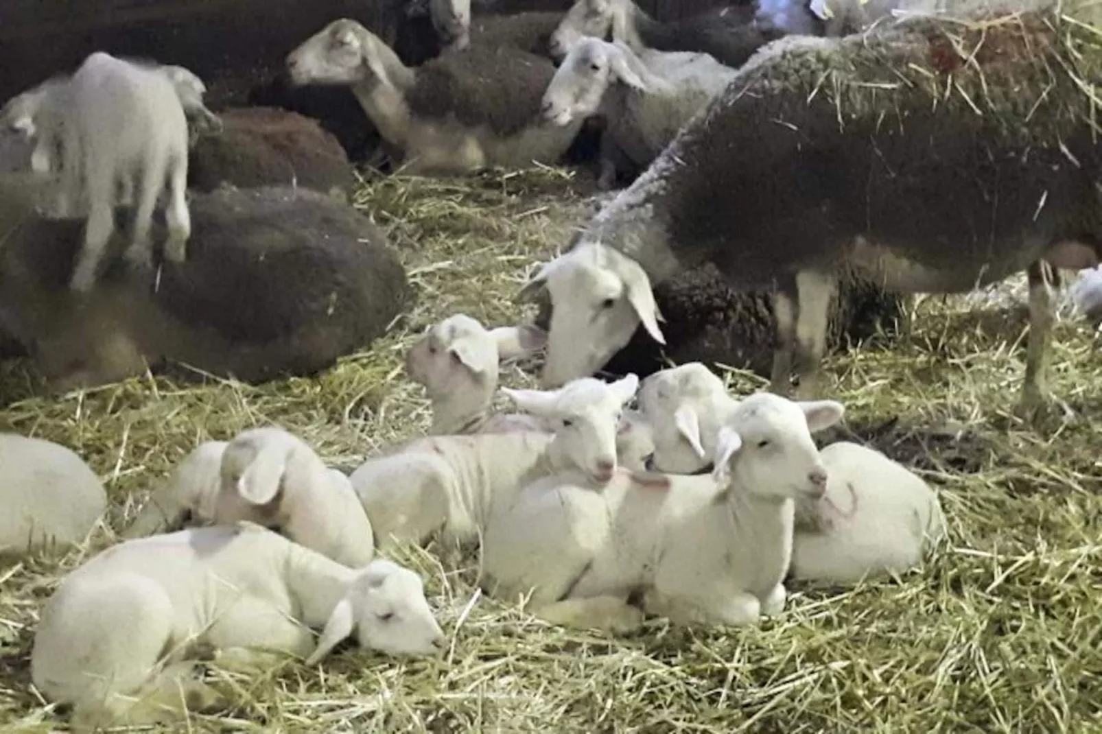 Gîte de France Gîte " la prairie" 4 épis-Image-tags.