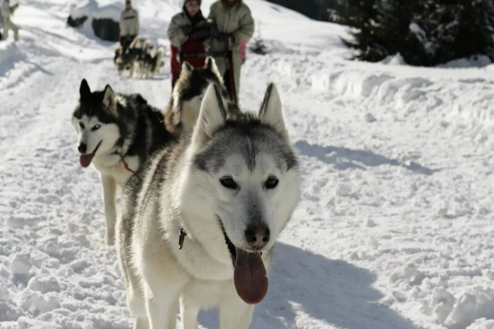 Studio à Les Carroz-d'Arâches-Image-tags.