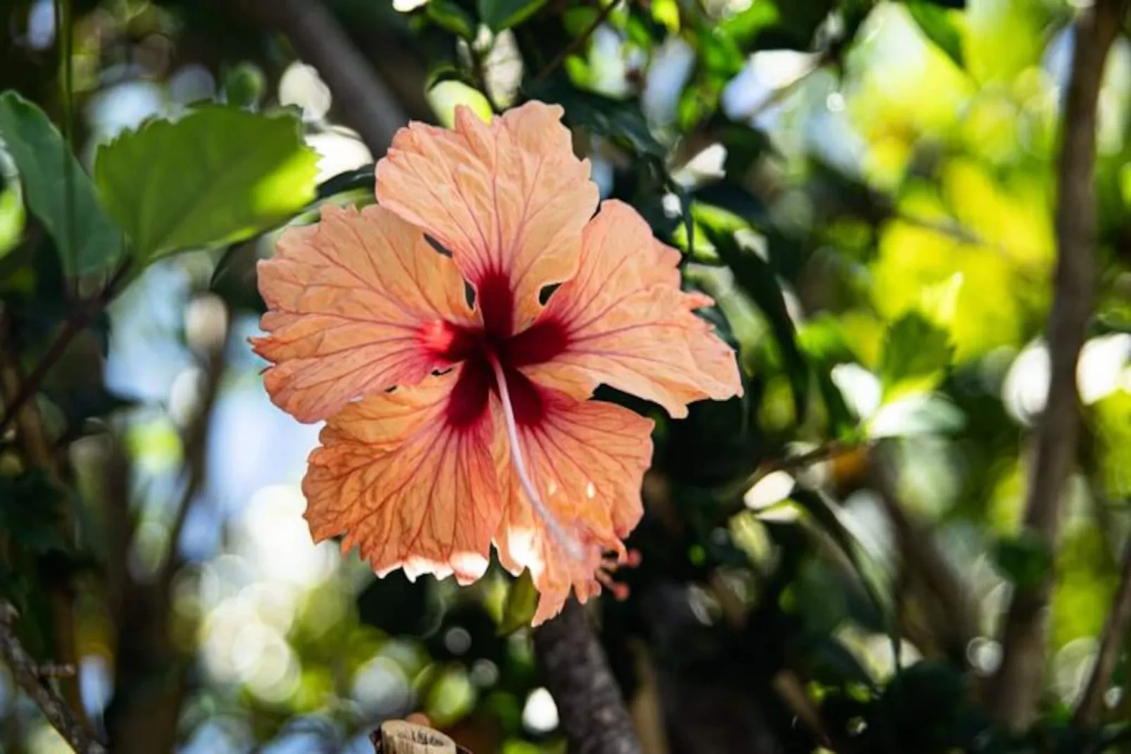 Villa Frangipanier-Image-tags.