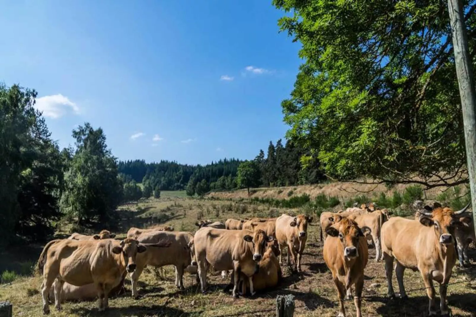 Gîte de France Gîte du sapt 3 épis-Image-tags.