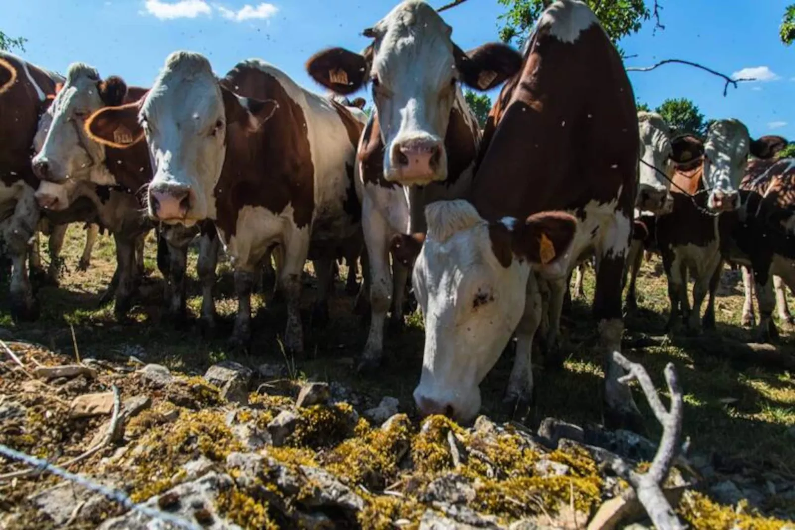 Gîte de France La grange aux roses 4 épis-Image-tags.