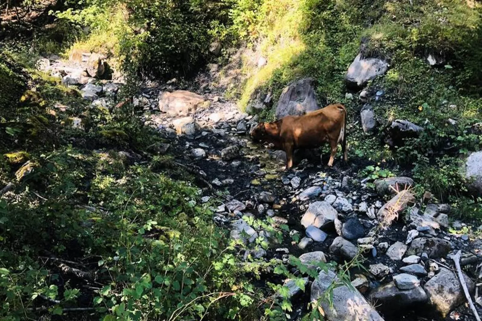Résidence Sapiniere-Gebieden zomer 5km
