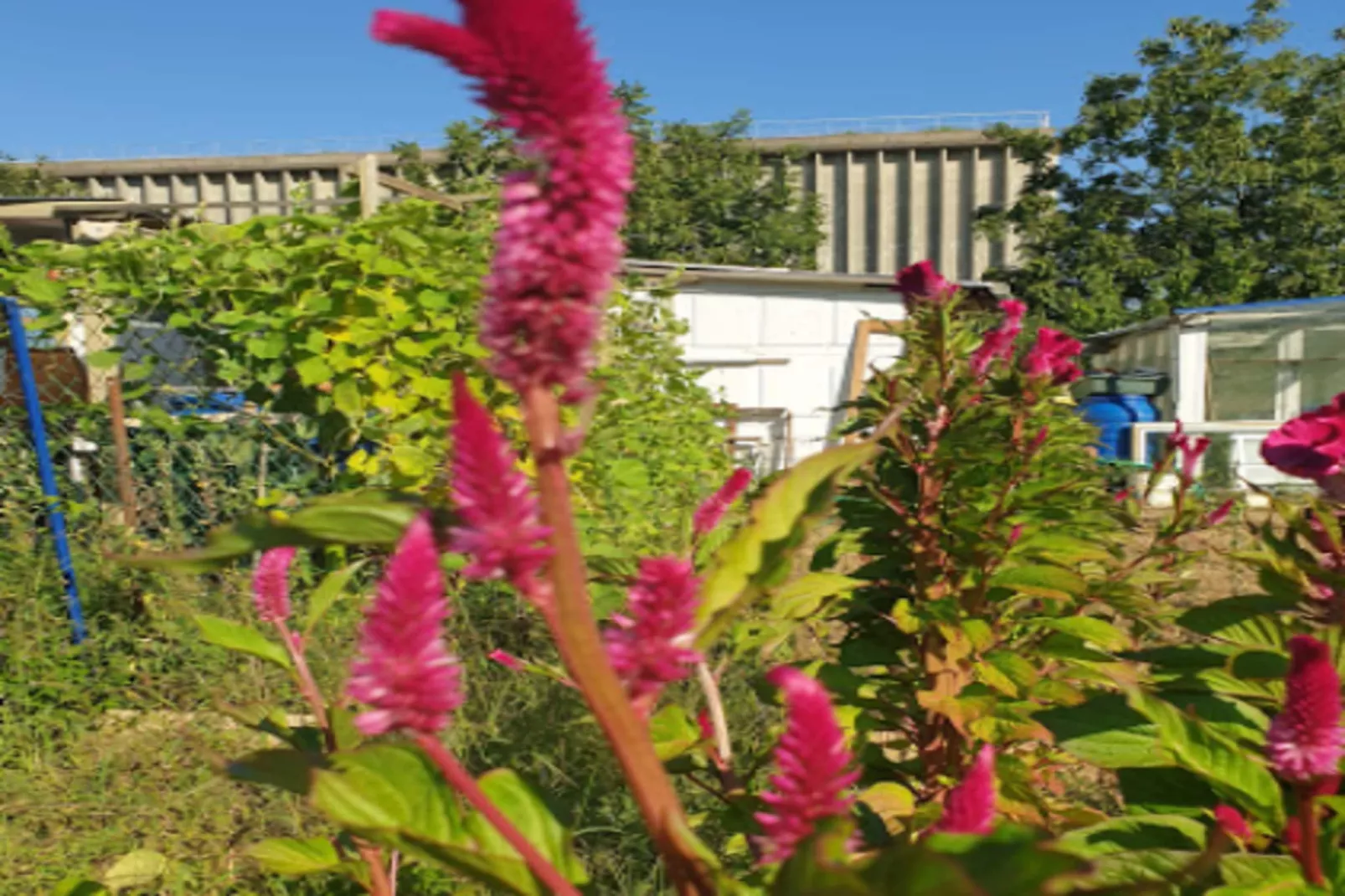 Appart'hôtel Odalys City Bioparc-Buitenkant zomer