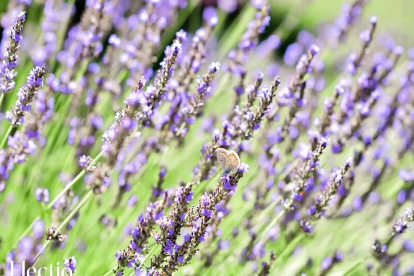 Petite Bastide | Domaine Tour Campanets-Image-tags.