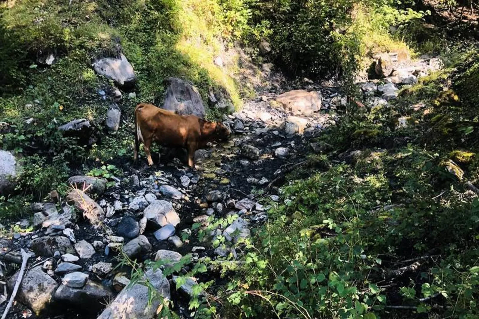 Résidence Sapiniere-Gebieden zomer 5km