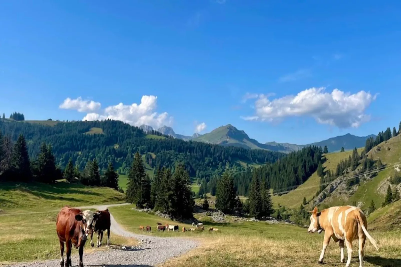 Résidence Mont-fernuy-Gebieden zomer 5km
