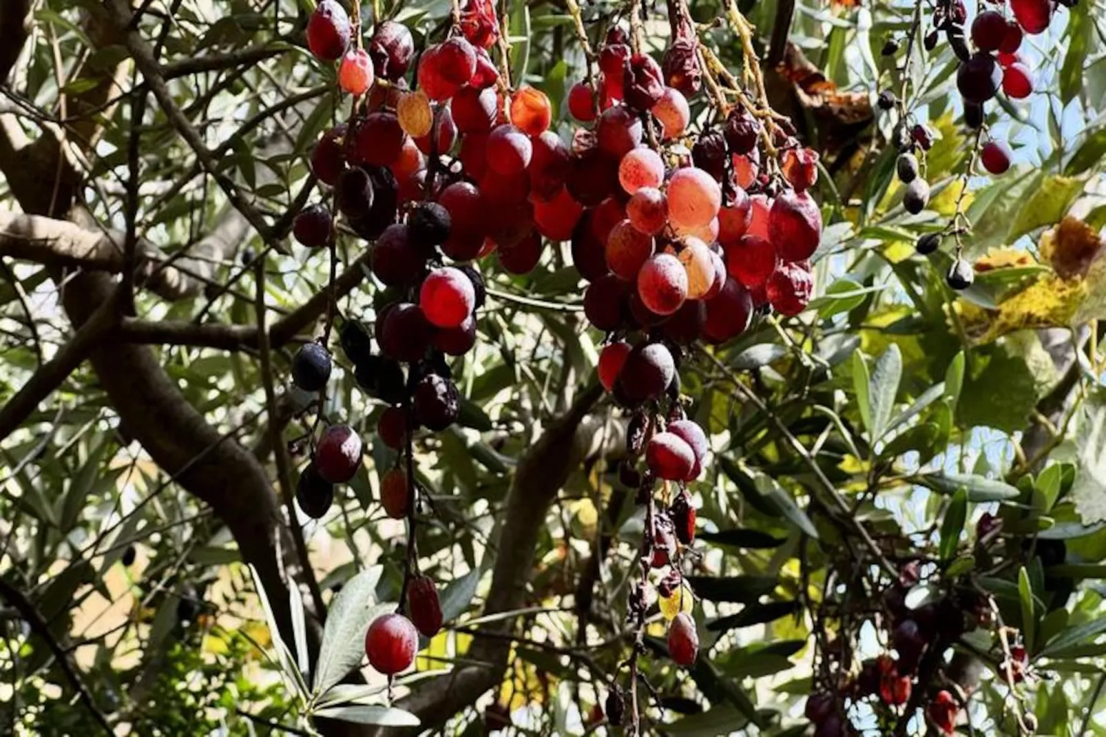 Résidence Dej001-propriano-Image-tags.