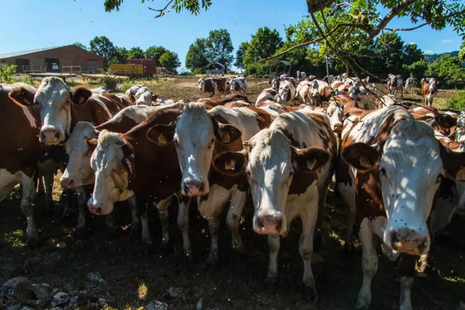 Gîte de France L'etable de pierre 4 épis-Image-tags.