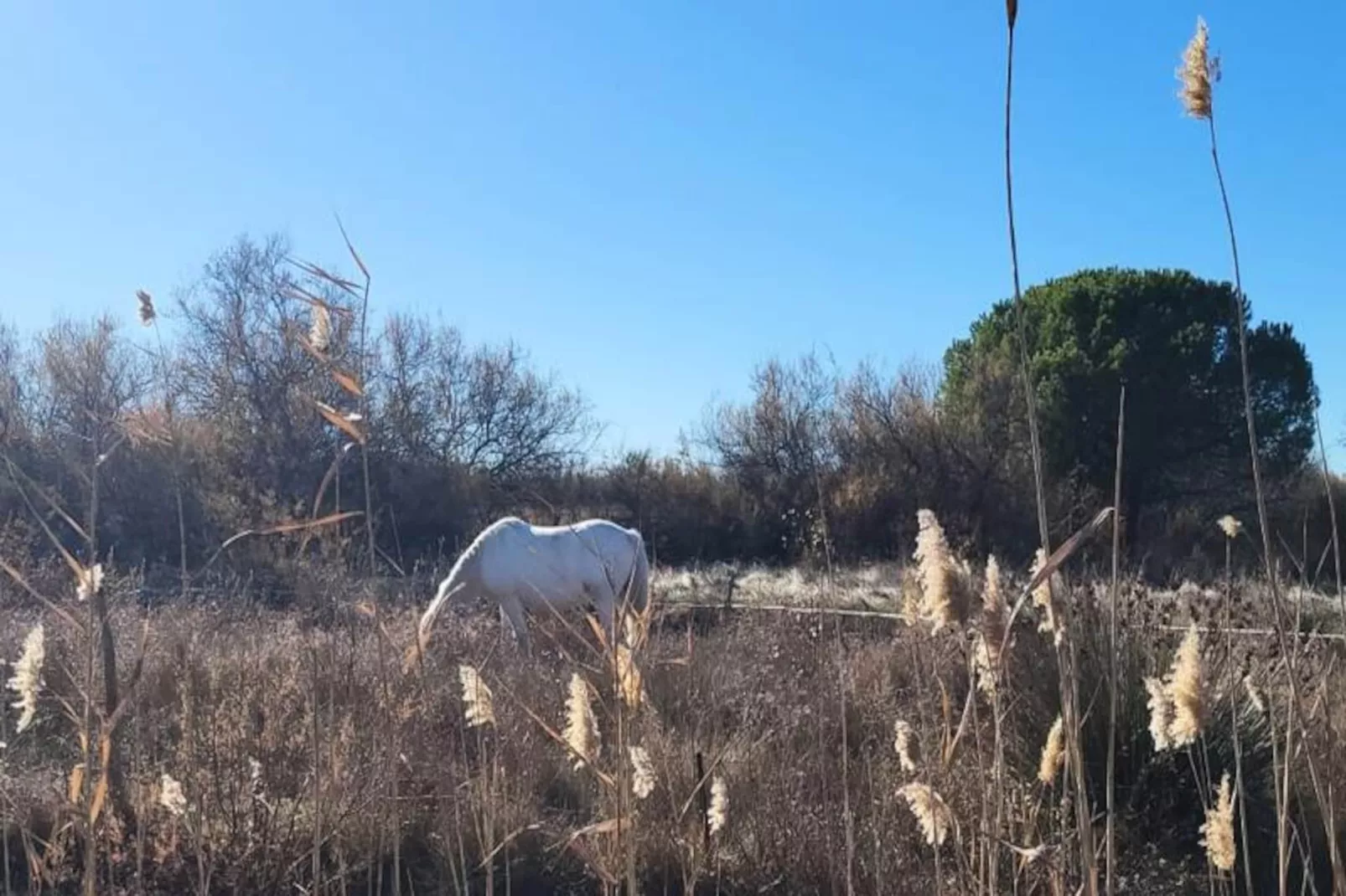 Résidence Un Jardin Proche De La Plage Et Commerces-Image-tags.