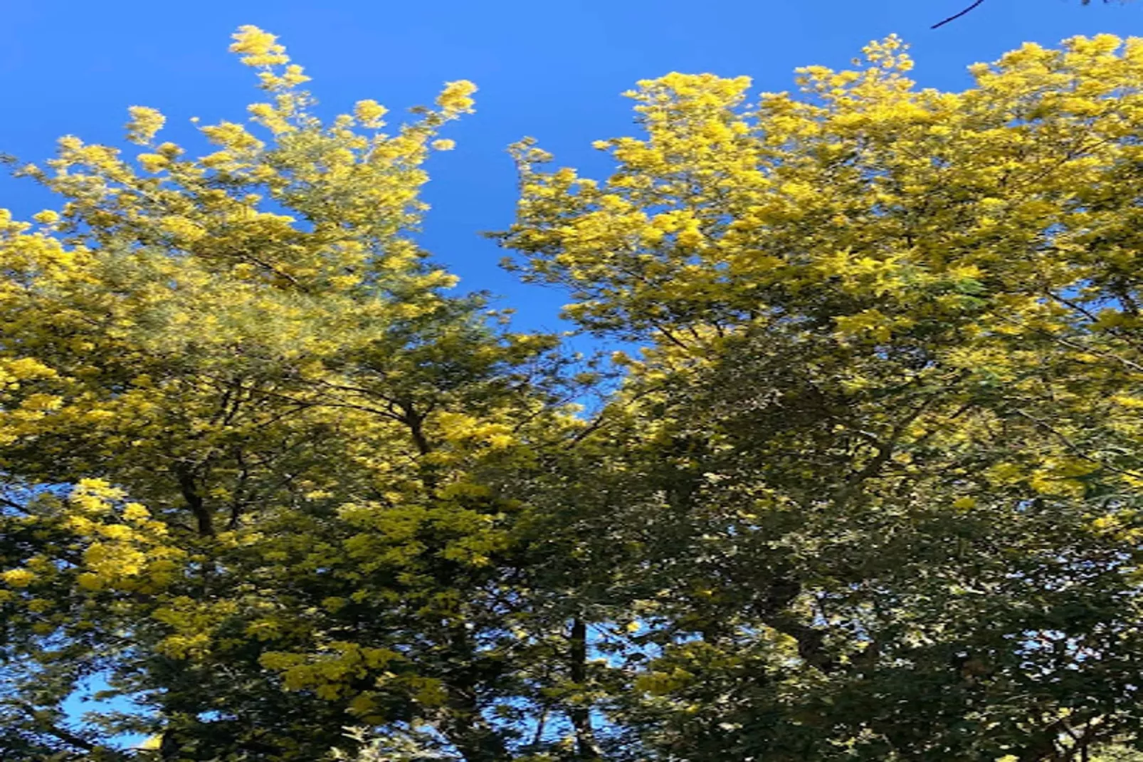 Résidence Vieille Ville-Gebieden zomer 1km
