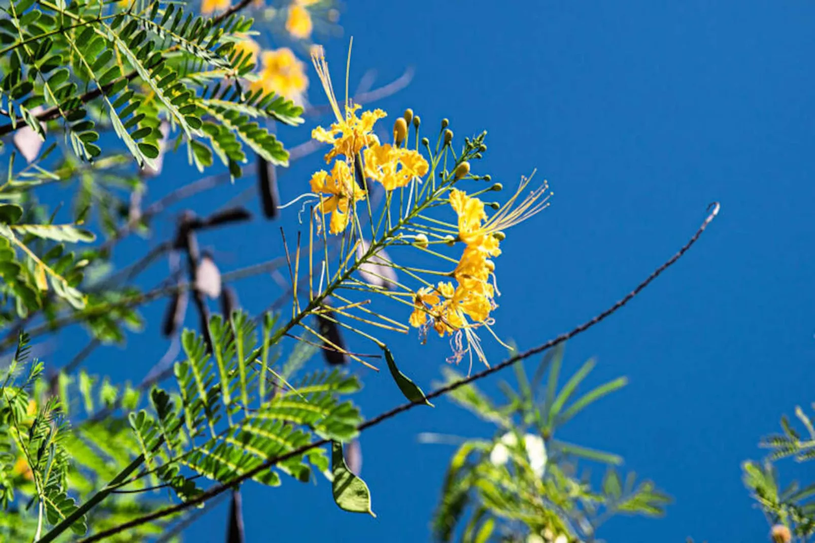 Villa La Plumeria-Image-tags.