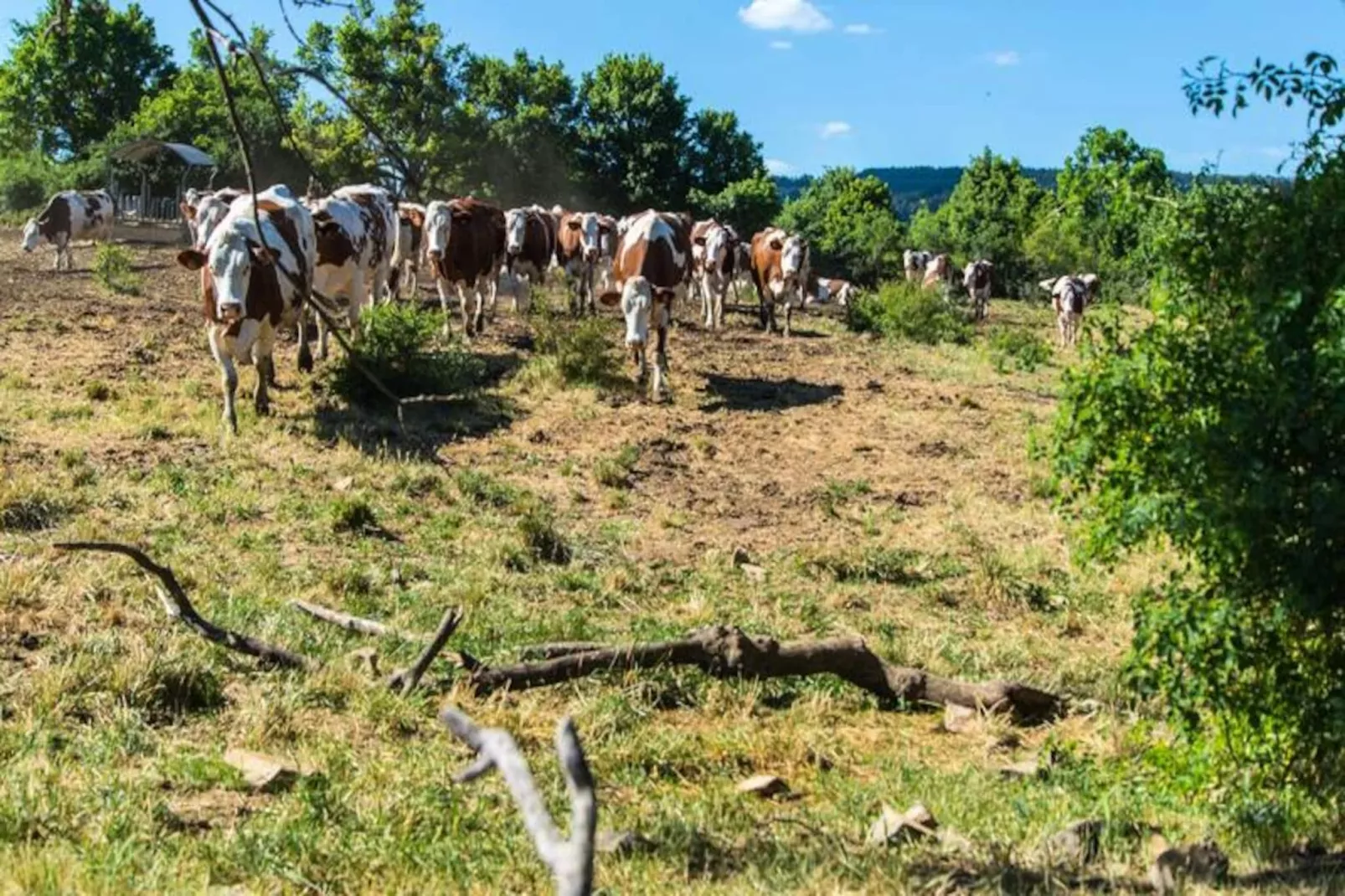 Gîte de France L'etable de pierre 4 épis-Image-tags.