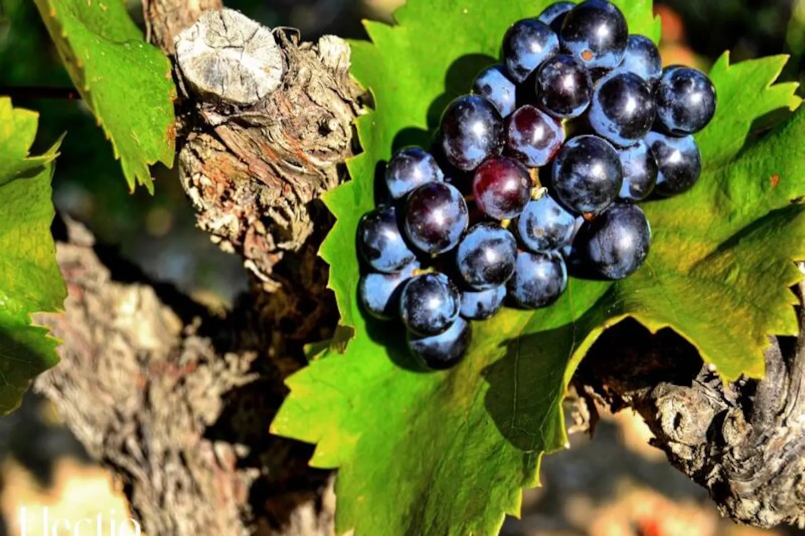 Petite Bastide | Domaine Tour Campanets-Image-tags.