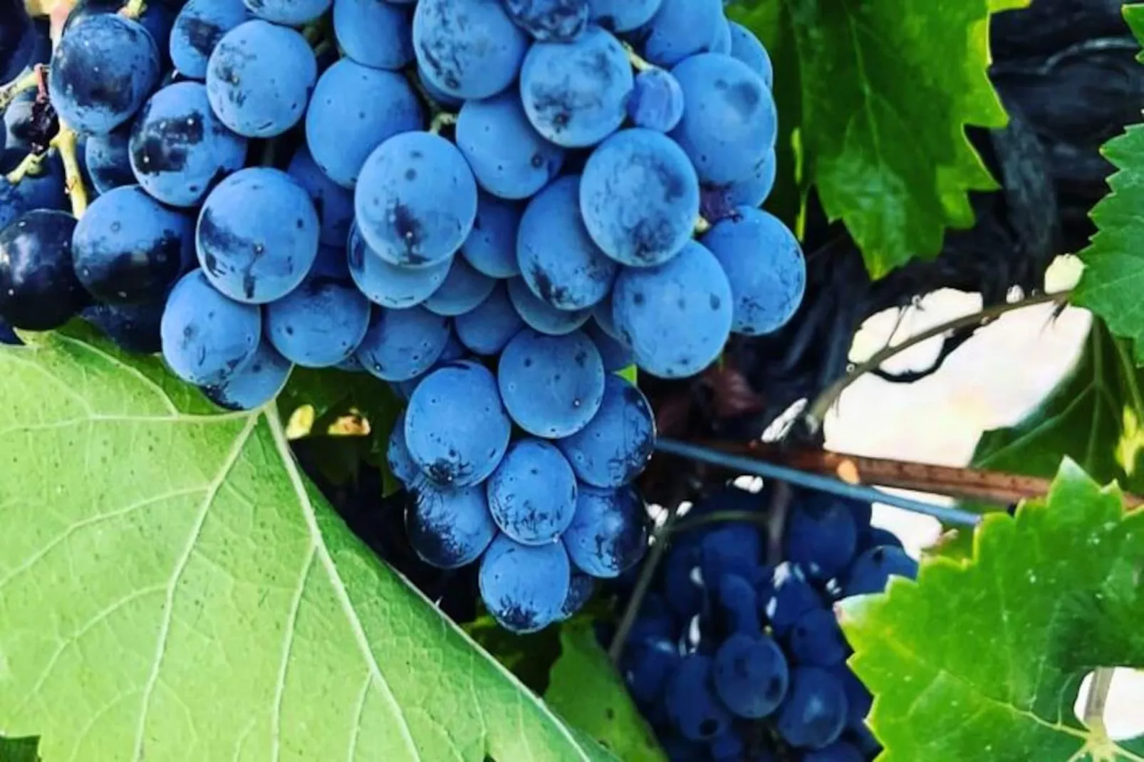 Vivez L'authenticit&eacute; &agrave; La Maison "au Pied Des Vignes"-Image-tags.