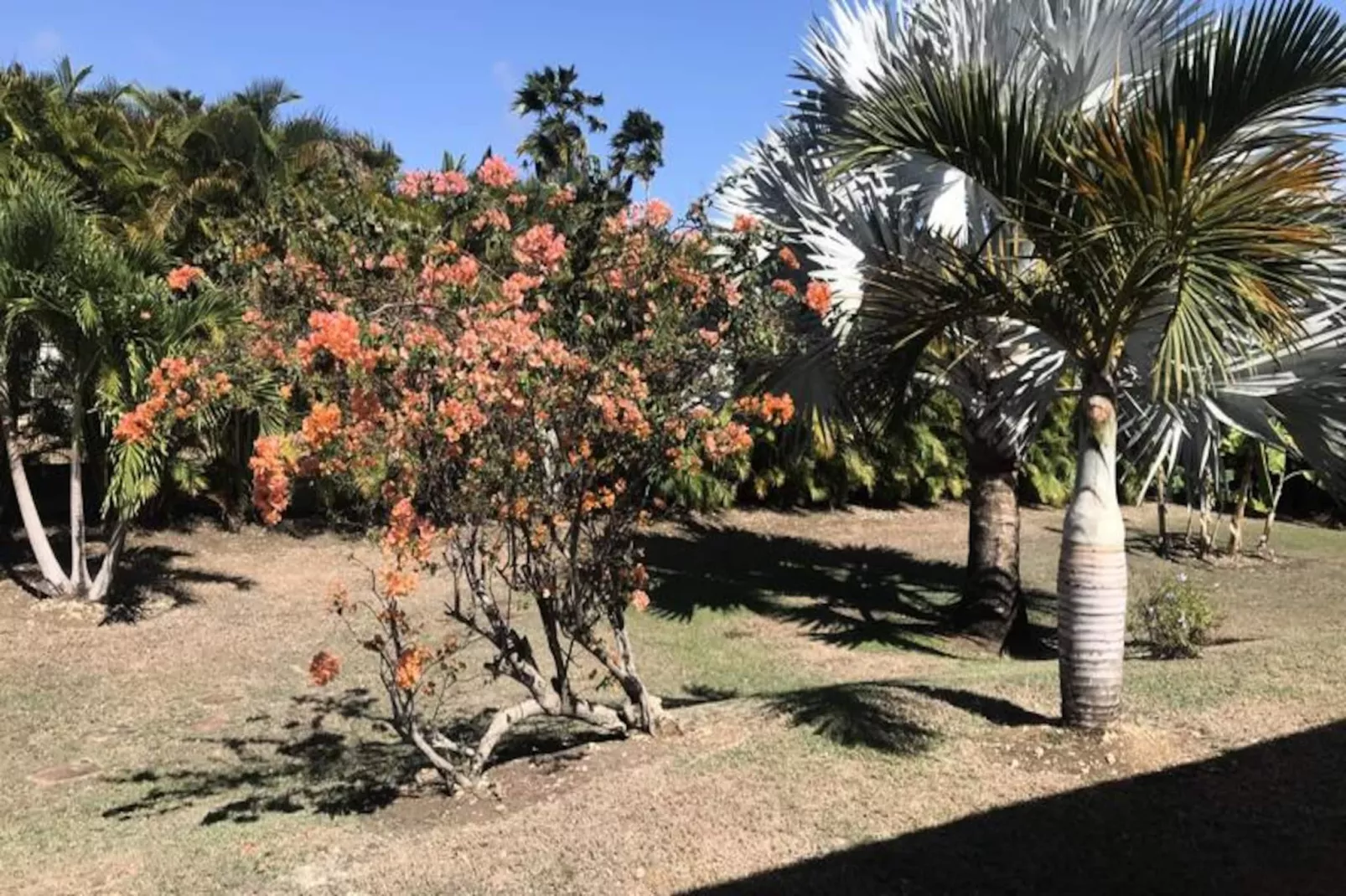 Villa Arbre Du Voyageur-Image-tags.