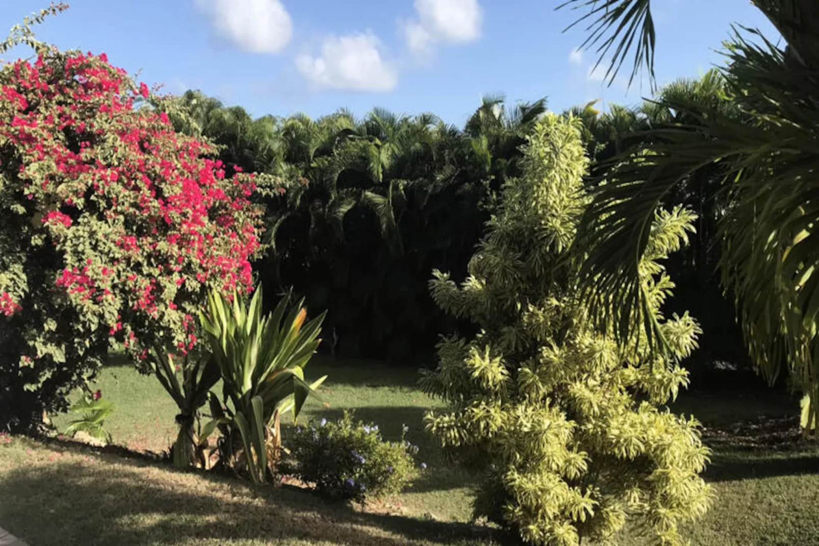 Villa Arbre Du Voyageur-Image-tags.