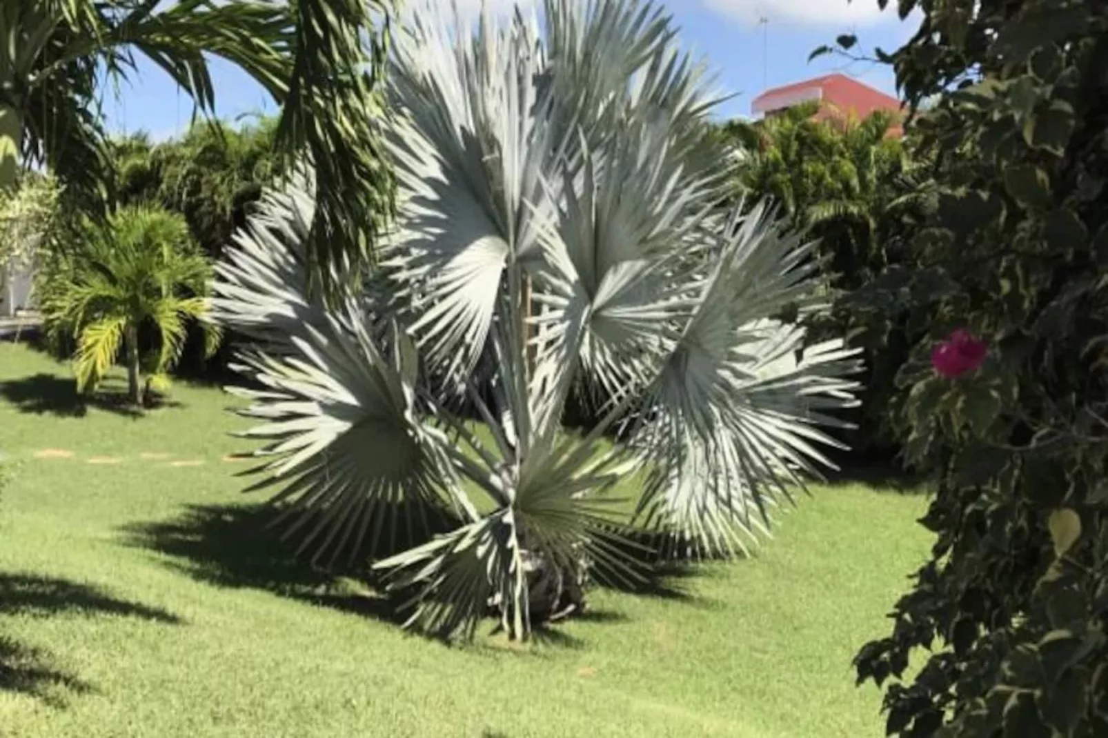 Villa Arbre Du Voyageur-Image-tags.