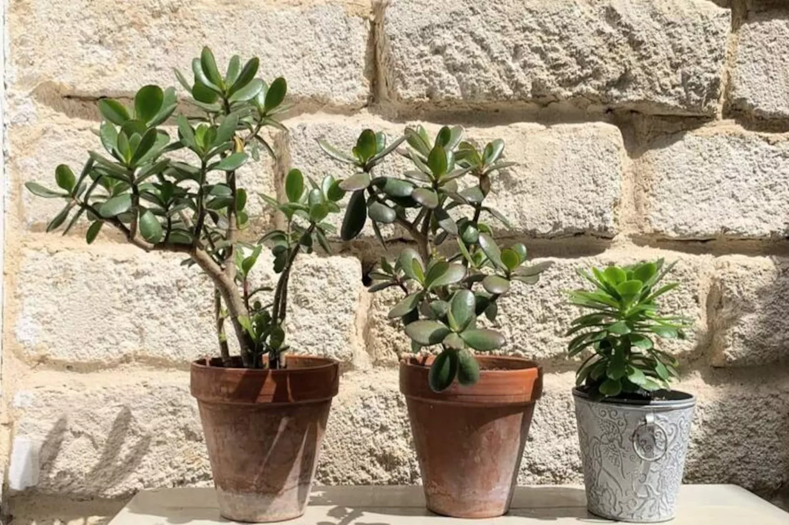 La Terrasse Bazille-Image-tags.