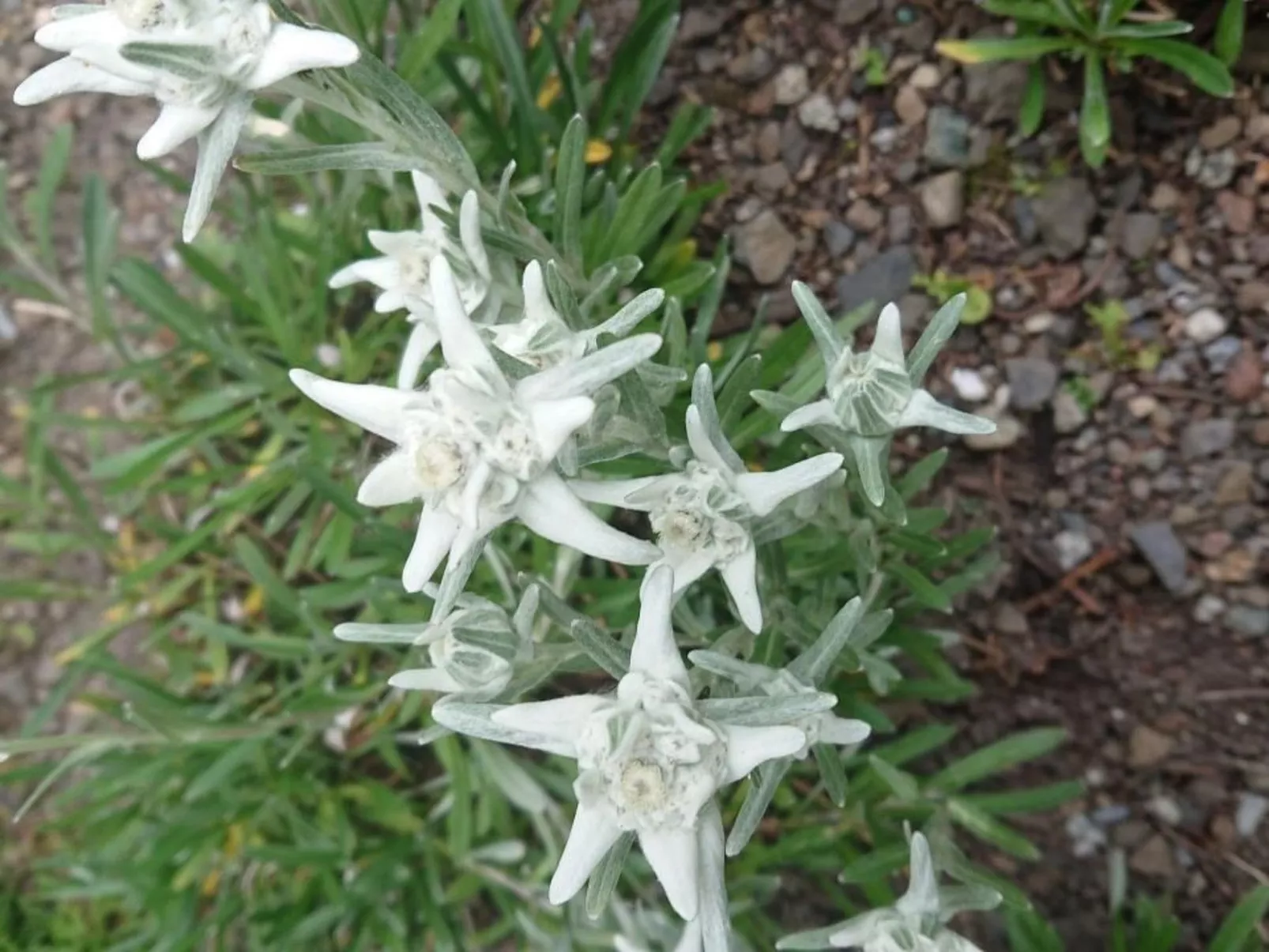 Alpen-Paradies Edelweiss Urnäsch