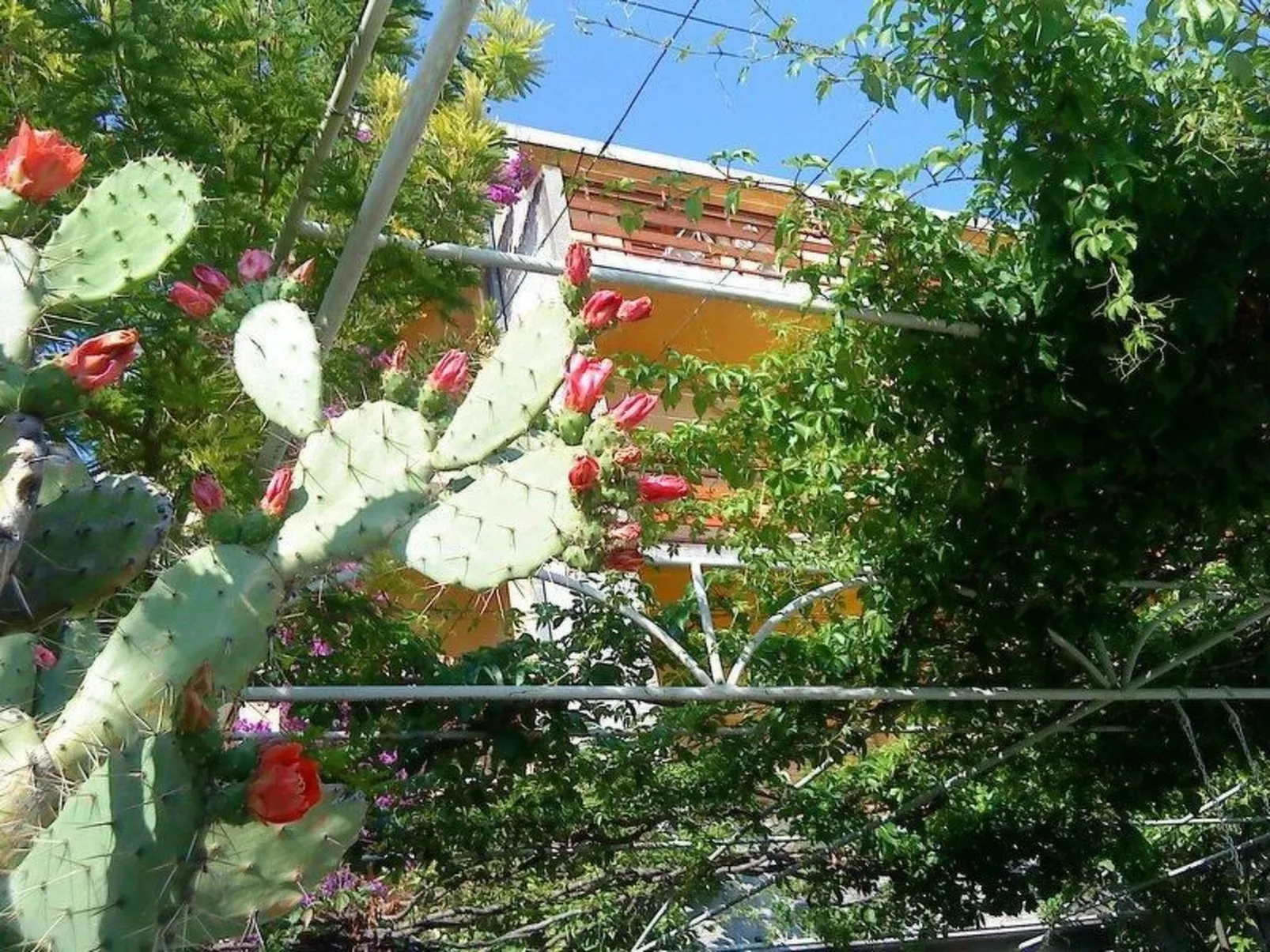 "Levant Ventus Makarska"