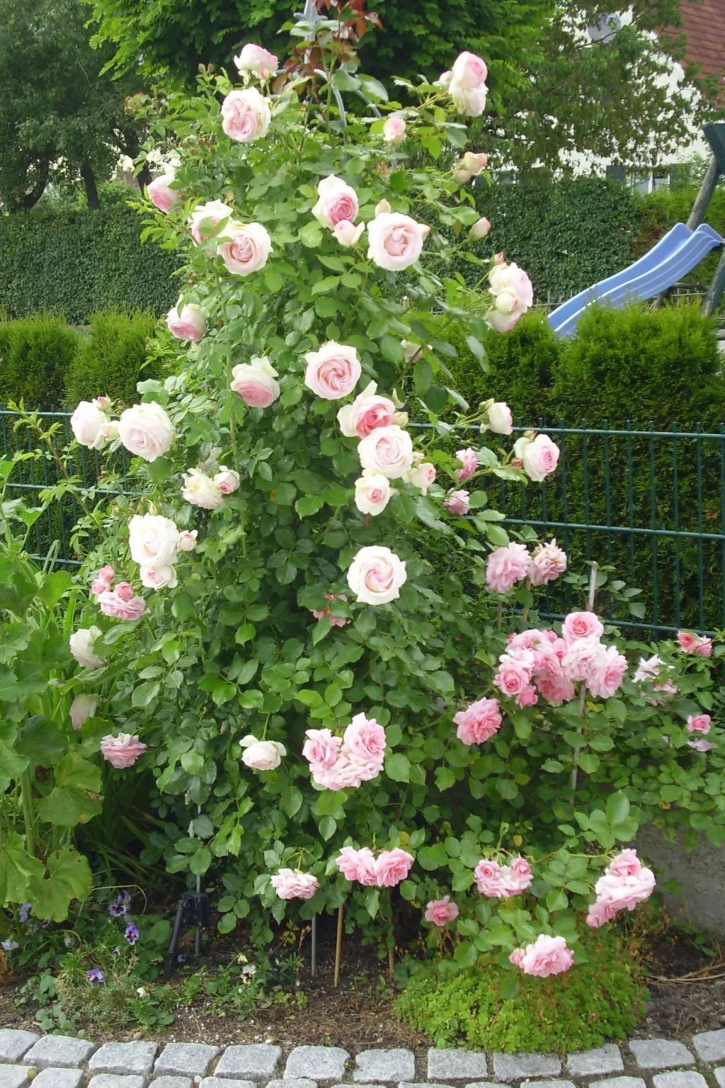 Wohnung in Oberwaldbach mit Garten und Grill