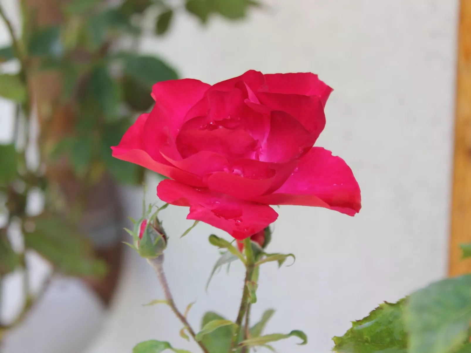 Bungalow Waldidyll-Buiten