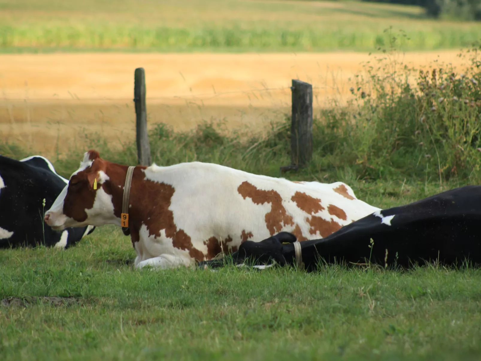 Fewo "Jut Stuff"-Buiten