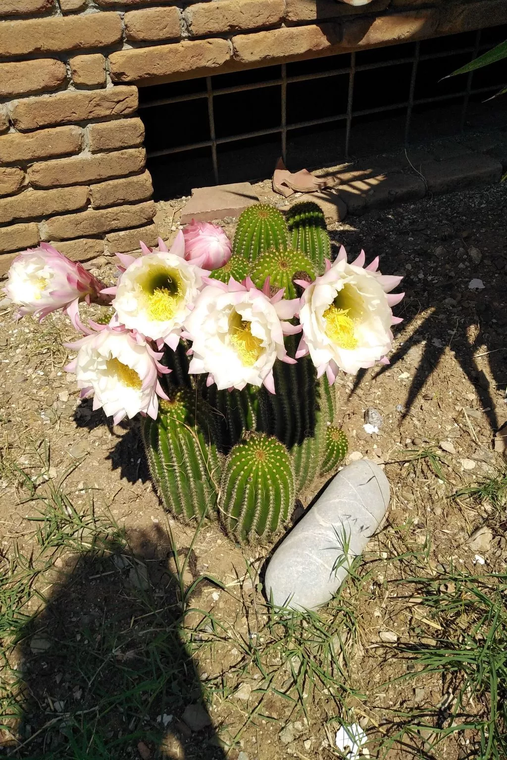 In Cilento, Caprioli,  mit Grill und Garten-Buiten