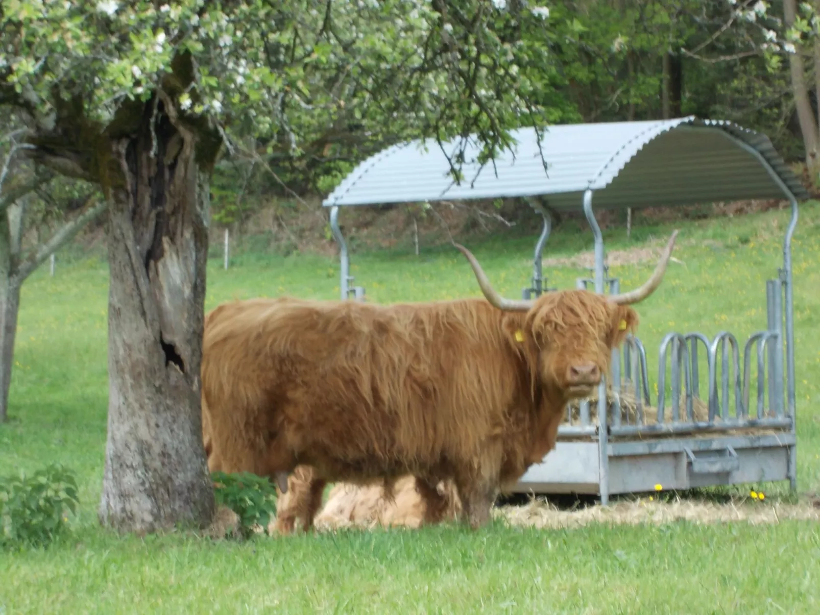 Monterosa in Baden-Baden