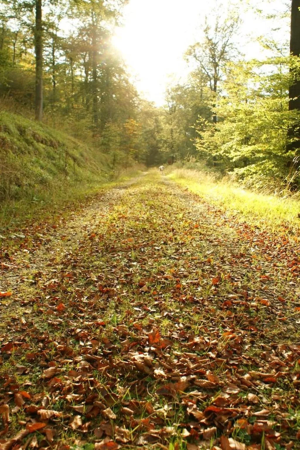 Villa Silberborn A.9