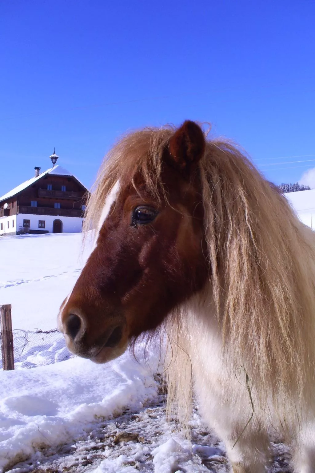 Gsenger in Abtenau-Image-tags.info