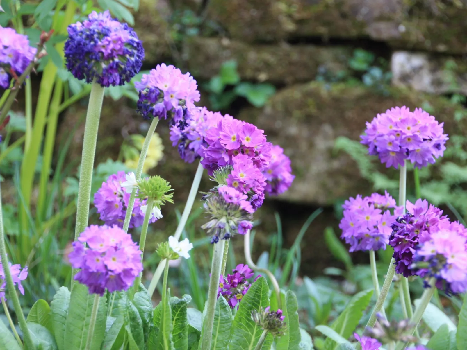 Wohlfühloase für Natur- und Gartenliebhaber-Image-tags.info